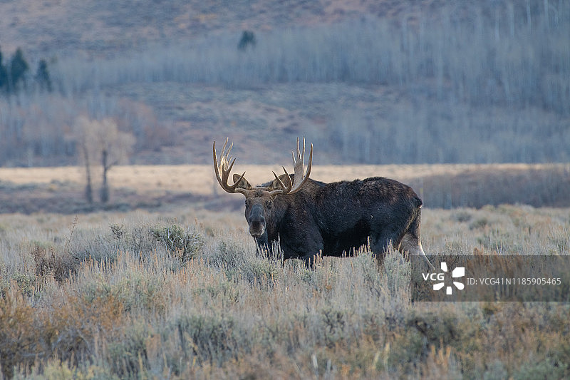 秋末大提顿国家公园的驼鹿特写镜头图片素材
