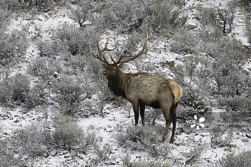 秋末在冰冷的草地里吃草的麋鹿特写，大提顿国家公园图片素材