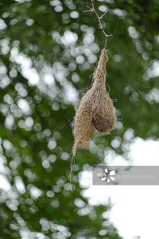 南非克鲁格国家公园的织巢鸟巢图片素材