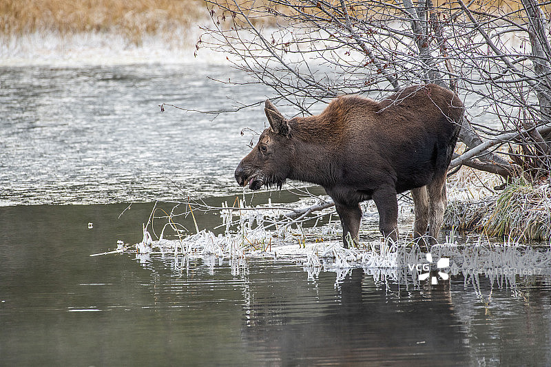 驼鹿在冰冷的水中吃草特写，大提顿国家公园，深秋图片素材