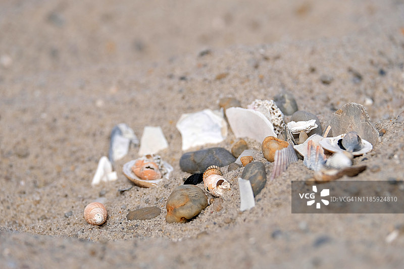 纽约长滩海滩上的贝壳特写图片素材