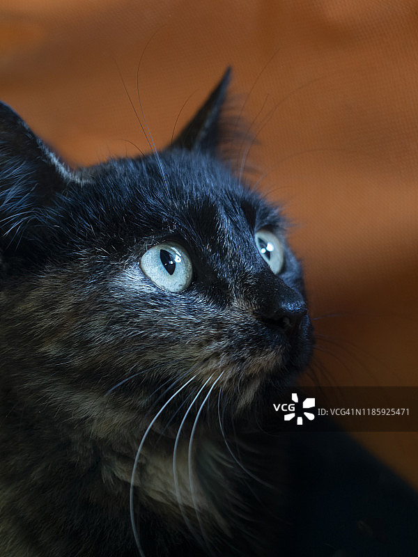 深色猫咪，橙色背景图片素材
