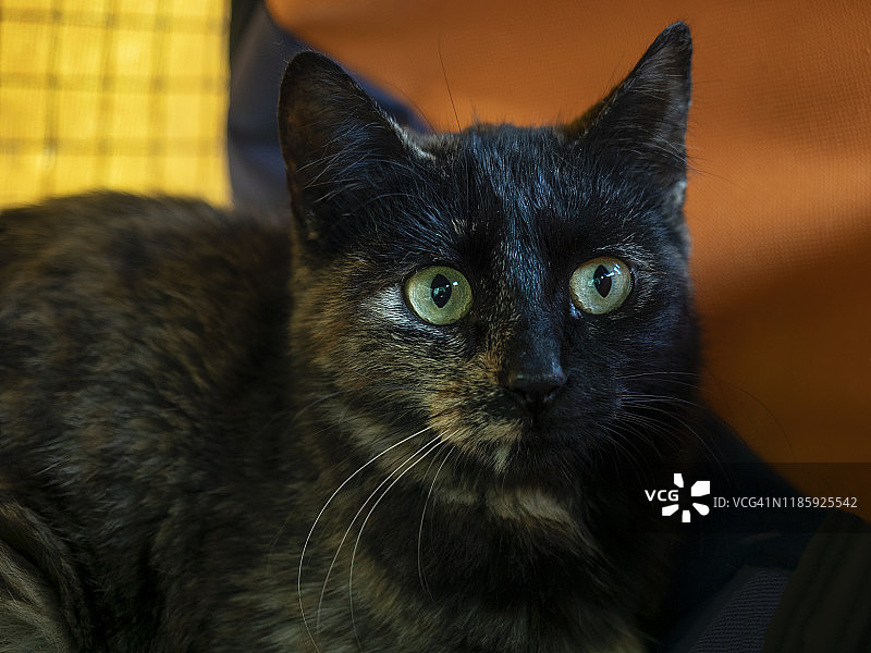 橙黄色背景下的黑猫图片素材