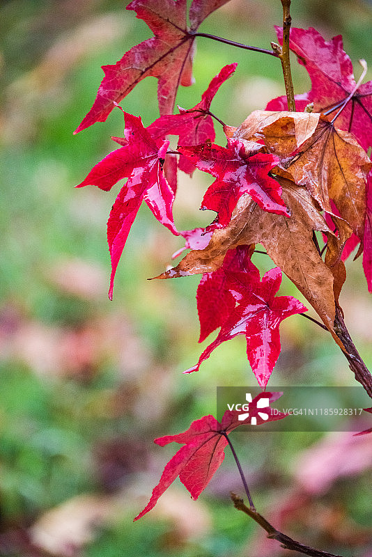 雨中湿润的枫香树秋叶图片素材