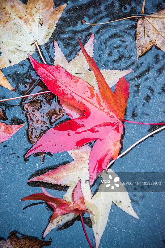 雨中倒下的湿甜胶树叶图片素材