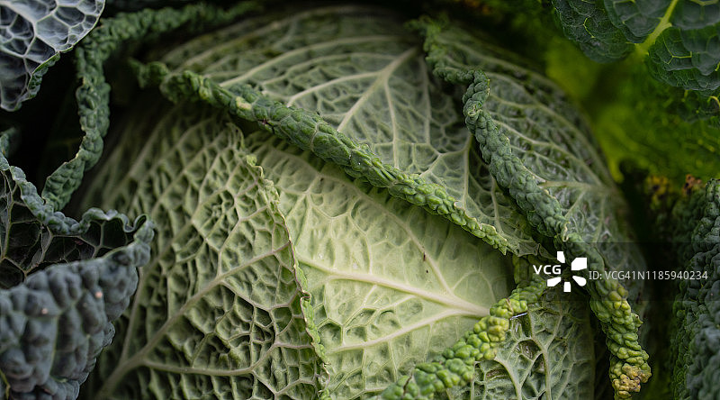 皱叶甘蓝图片素材
