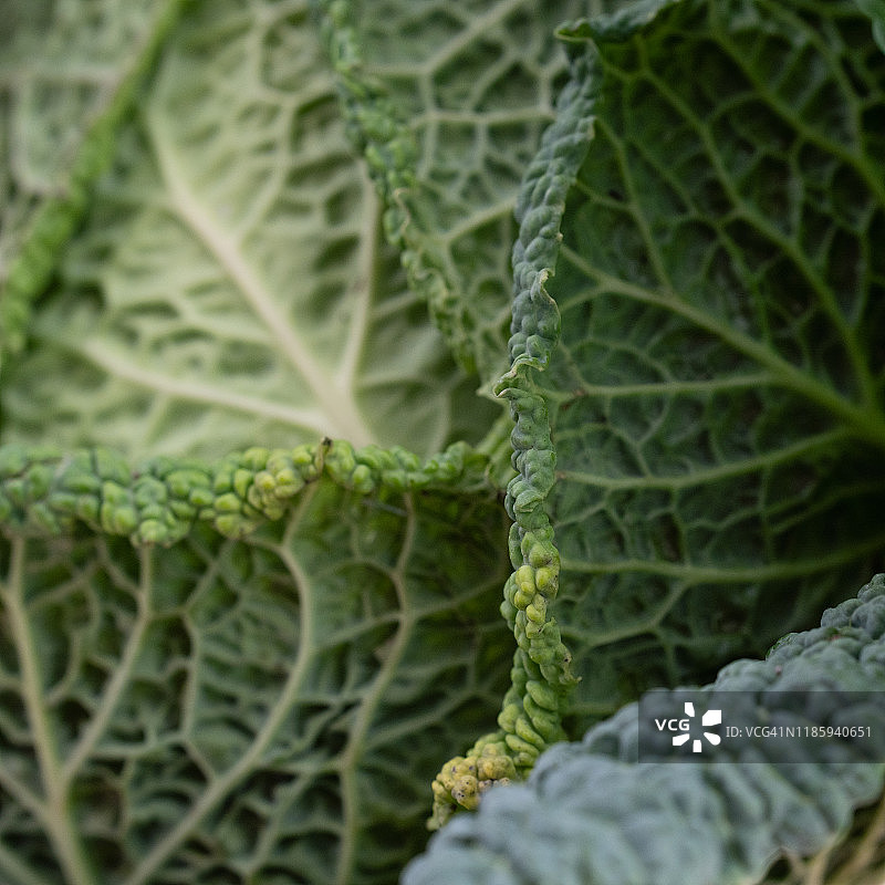 皱叶甘蓝图片素材