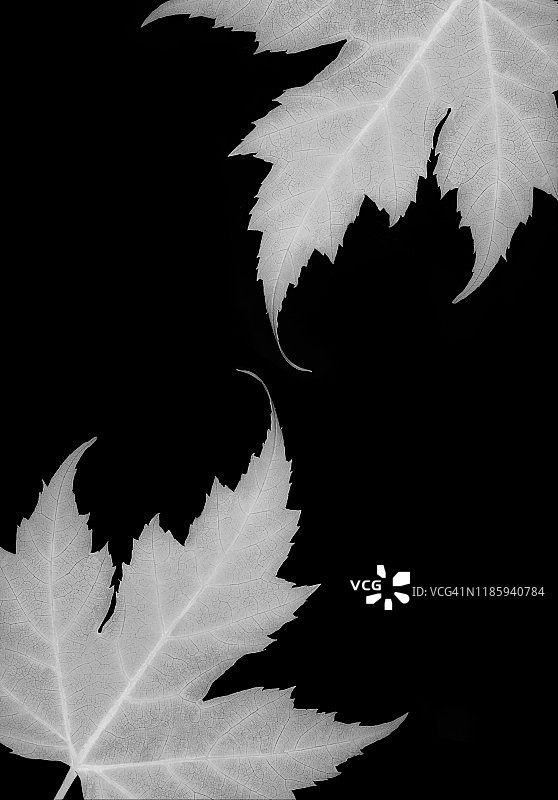 黑色背景上的黑白枫叶图片素材