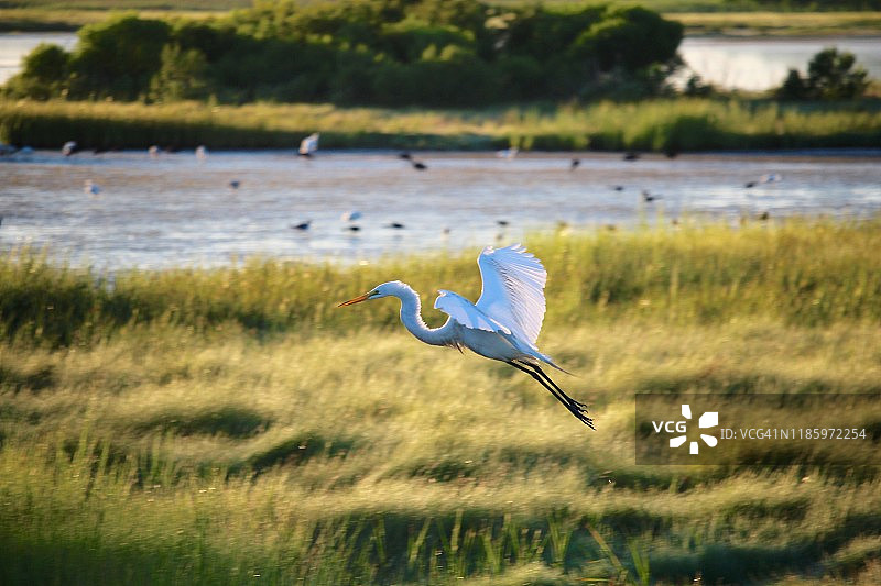 黎明时分光芒照耀下的白鹭图片素材