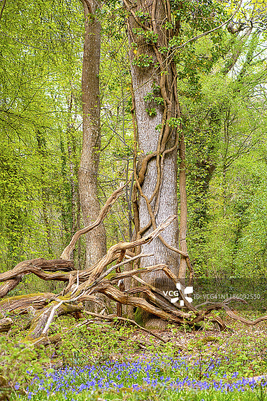 英格兰汉普郡林德赫斯特附近 Pondhead 的蓝铃花林图片素材
