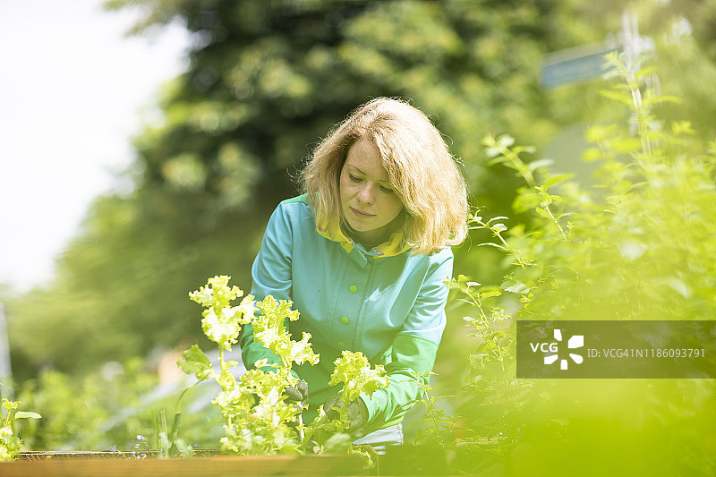 中年妇女在花园里照料植物图片素材