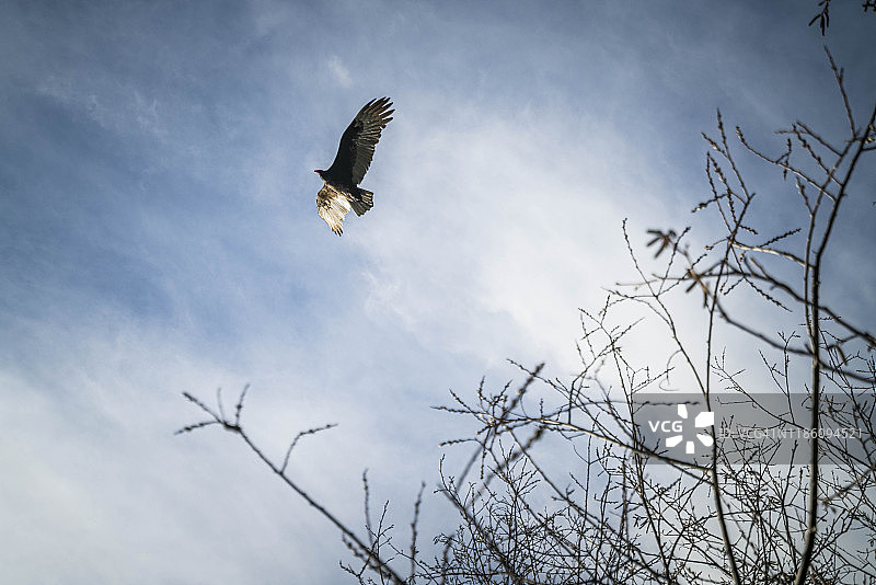 兀鹫在树枝旁飞翔图片素材