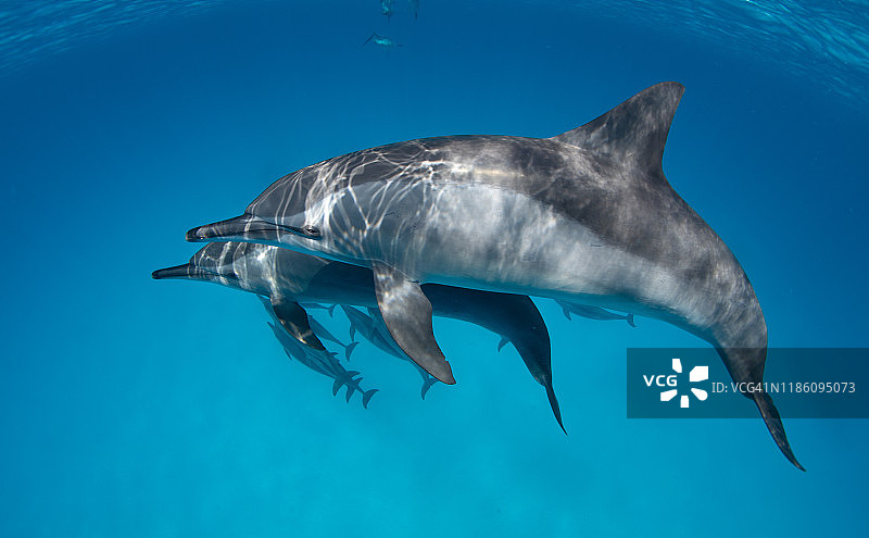 萨塔亚湾的飞旋海豚图片素材
