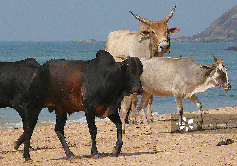 印度北果阿邦阿朱纳海滩上的奶牛图片素材
