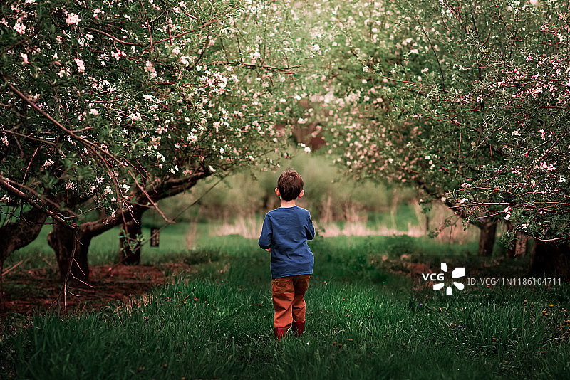 走过苹果园的小男孩图片素材