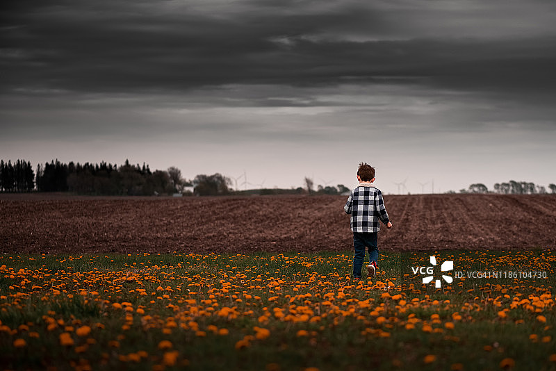 小男孩在蒲公英草地奔跑图片素材