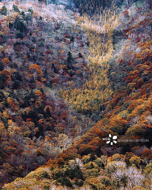 日本栃木县日光国家公园的秋季山景，色彩斑斓图片素材