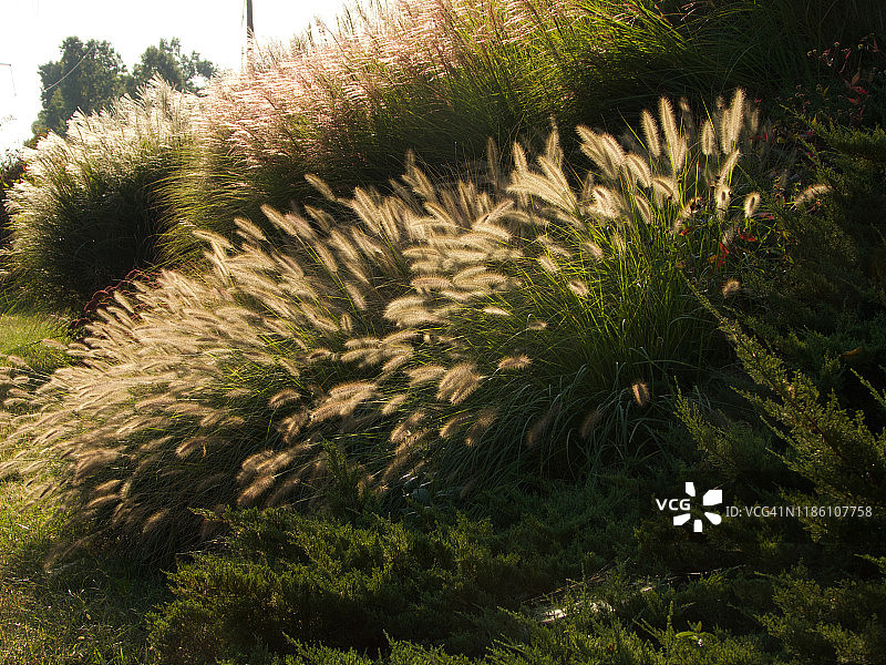 晨光下的草图片素材