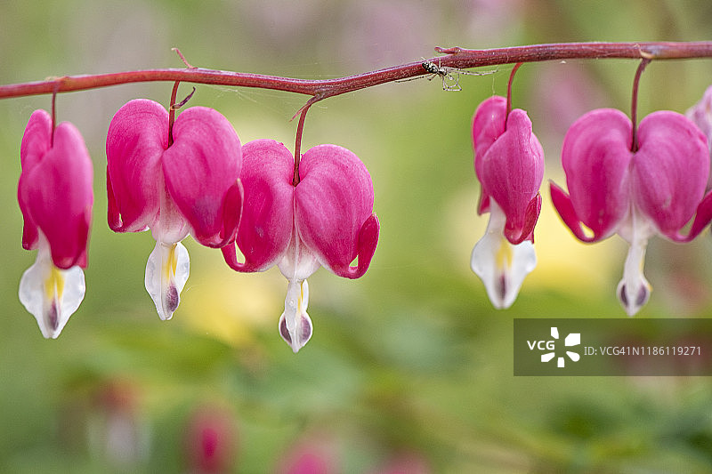 亚洲荷包牡丹粉色花朵特写图片素材
