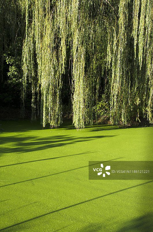 长满绿藻的池塘图片素材