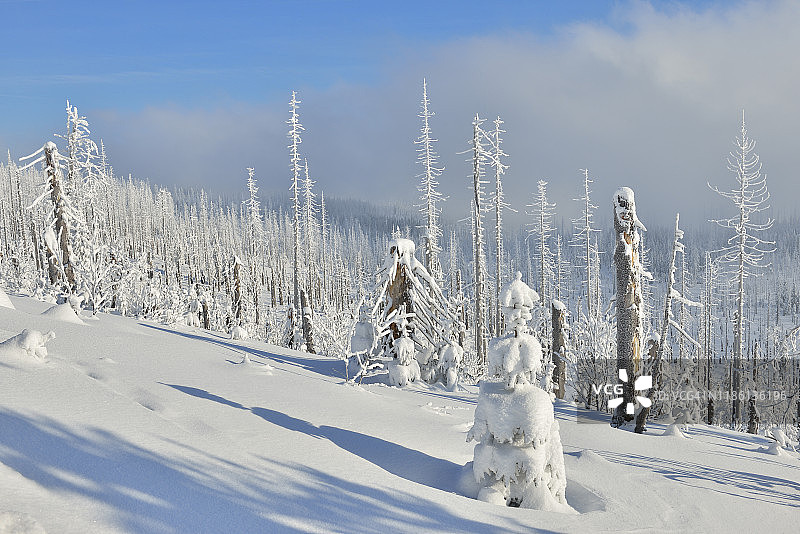 德国巴伐利亚森林国家公园卢森地区格拉费瑙冬季雪覆盖的森林图片素材
