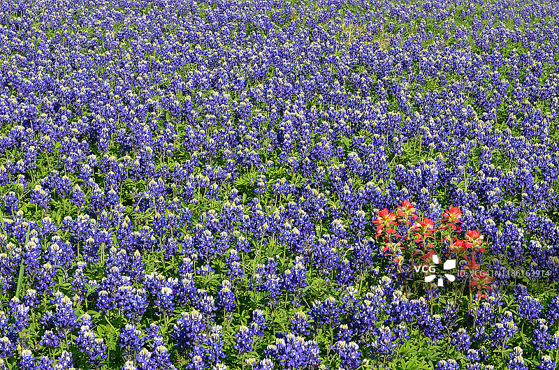 蓝帽花与印度画笔花图片素材