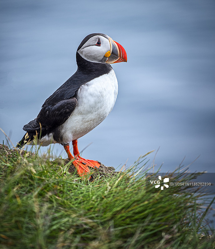 一对海鹦在悬崖顶部的壁架上休息图片素材