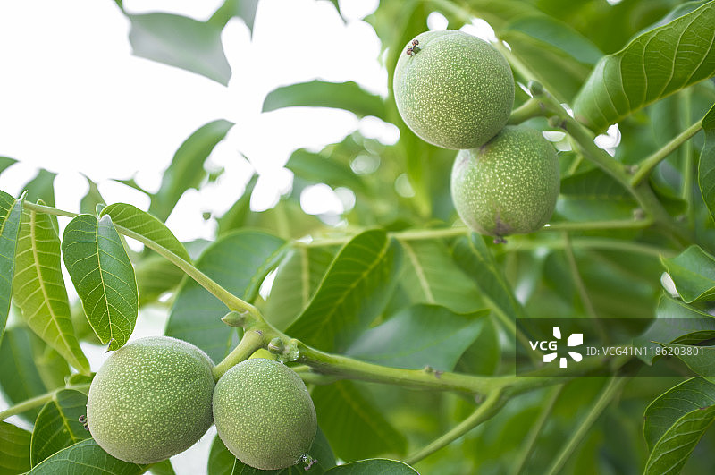树上生长的绿色未成熟核桃图片素材