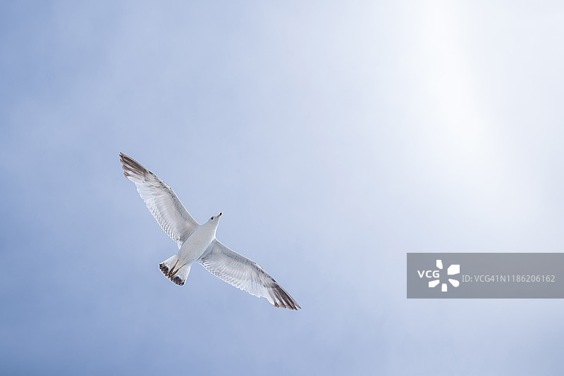 仰视：海鸥在晴朗的天空中张开翅膀飞翔图片素材
