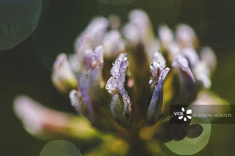 沾满晨露的春季三叶草图片素材