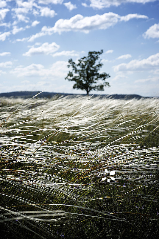 晴朗蓝天下田野上生长的青草图片素材
