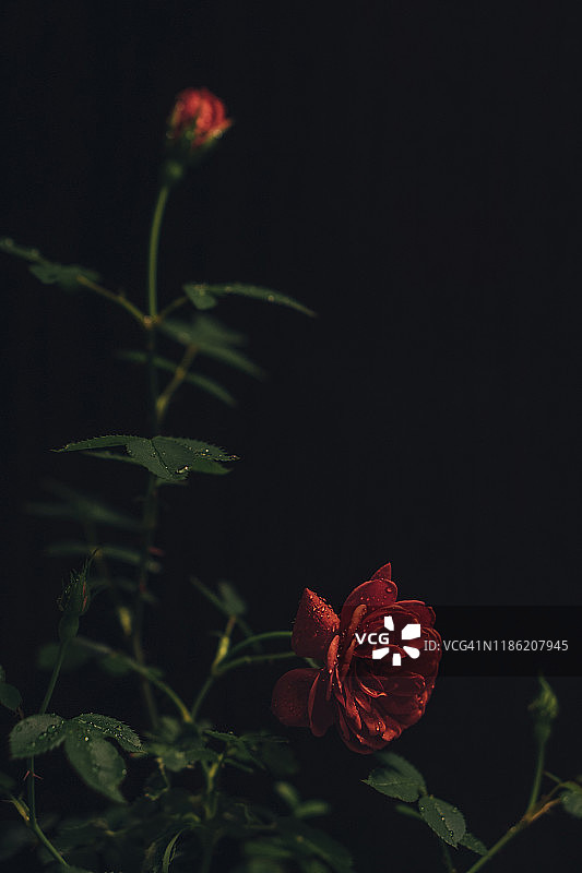 黑色背景上的玫瑰花特写图片素材