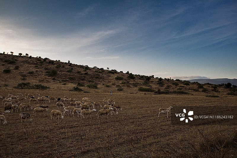 日落时分在草原上吃草的羊群景色图片素材