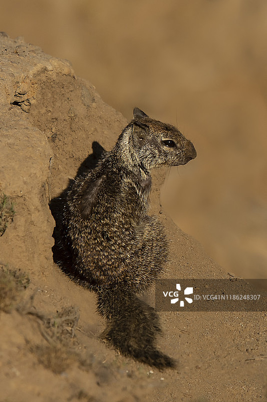 加州地松鼠图片素材