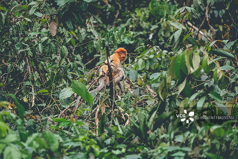 在茂盛的绿叶中，一只年轻的长鼻猴正在看着镜头图片素材