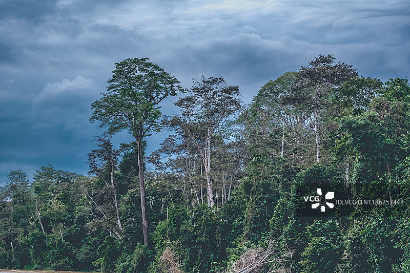 婆罗洲雨林中的壮观风暴云图片素材