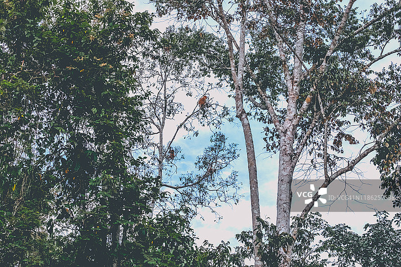 树顶上聚集的婆罗洲长鼻猴图片素材