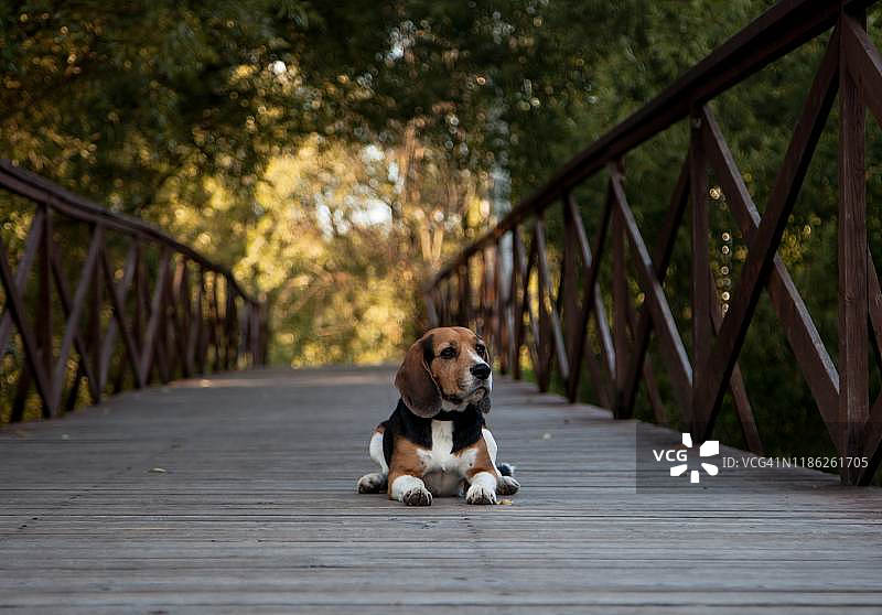 小猎犬号图片素材