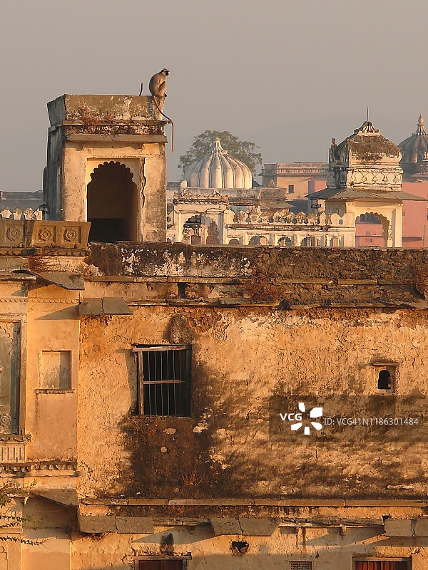 乌代布尔屋顶日出与银叶猴，拉贾斯坦邦图片素材