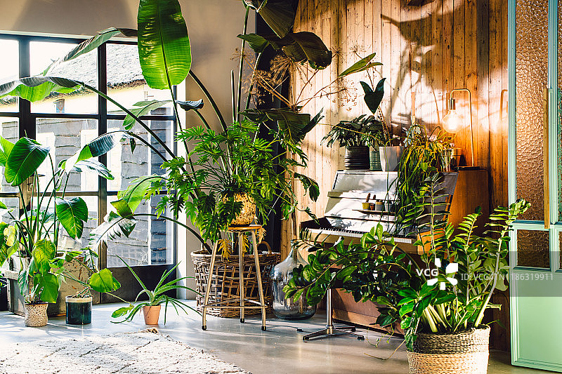 具有大量绿色植物和谷仓木墙的世纪中期现代斯堪的纳维亚生态小屋式内饰。可见钢琴。图片素材