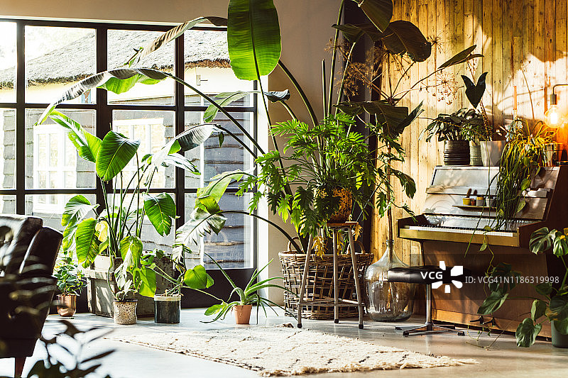 具有大量绿色植物和谷仓木墙的世纪中期现代斯堪的纳维亚生态小屋式内饰。可见钢琴。图片素材