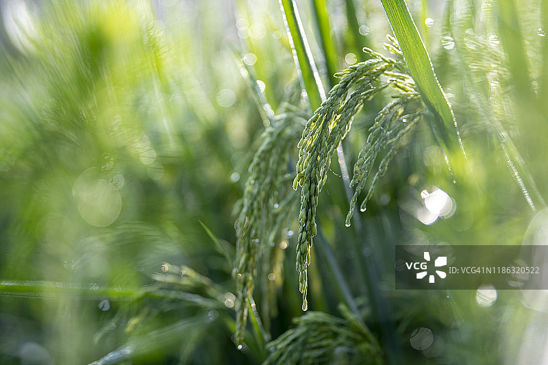 稻田露珠图片素材