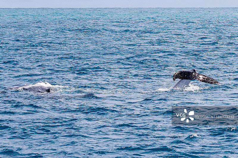 弗里曼特尔港的座头鲸母子图片素材