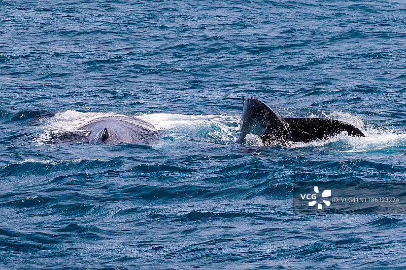 弗里曼特尔港的座头鲸母子图片素材