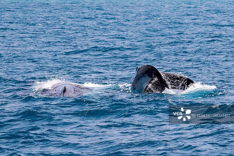 弗里曼特尔港的座头鲸母子图片素材