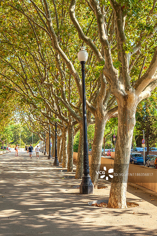 巴塞罗那夏日下的悬铃木树冠图片素材