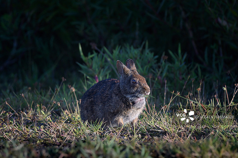 佛罗里达州 Sanibel 岛的 marsh rabbit图片素材