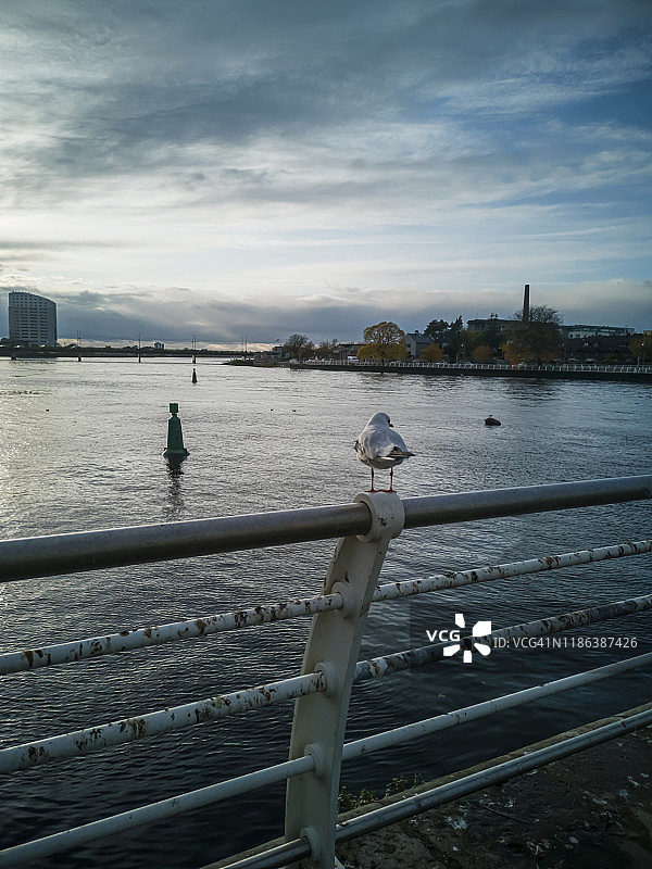 爱尔兰利默里克香农河图片素材