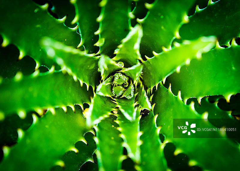 带刺的危险植物微距拍摄图片素材