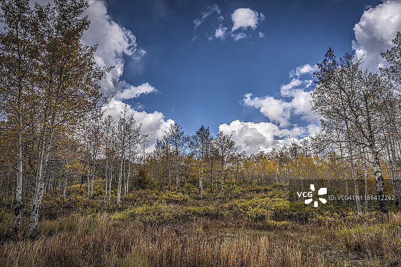 美国的秋叶和白桦树图片素材